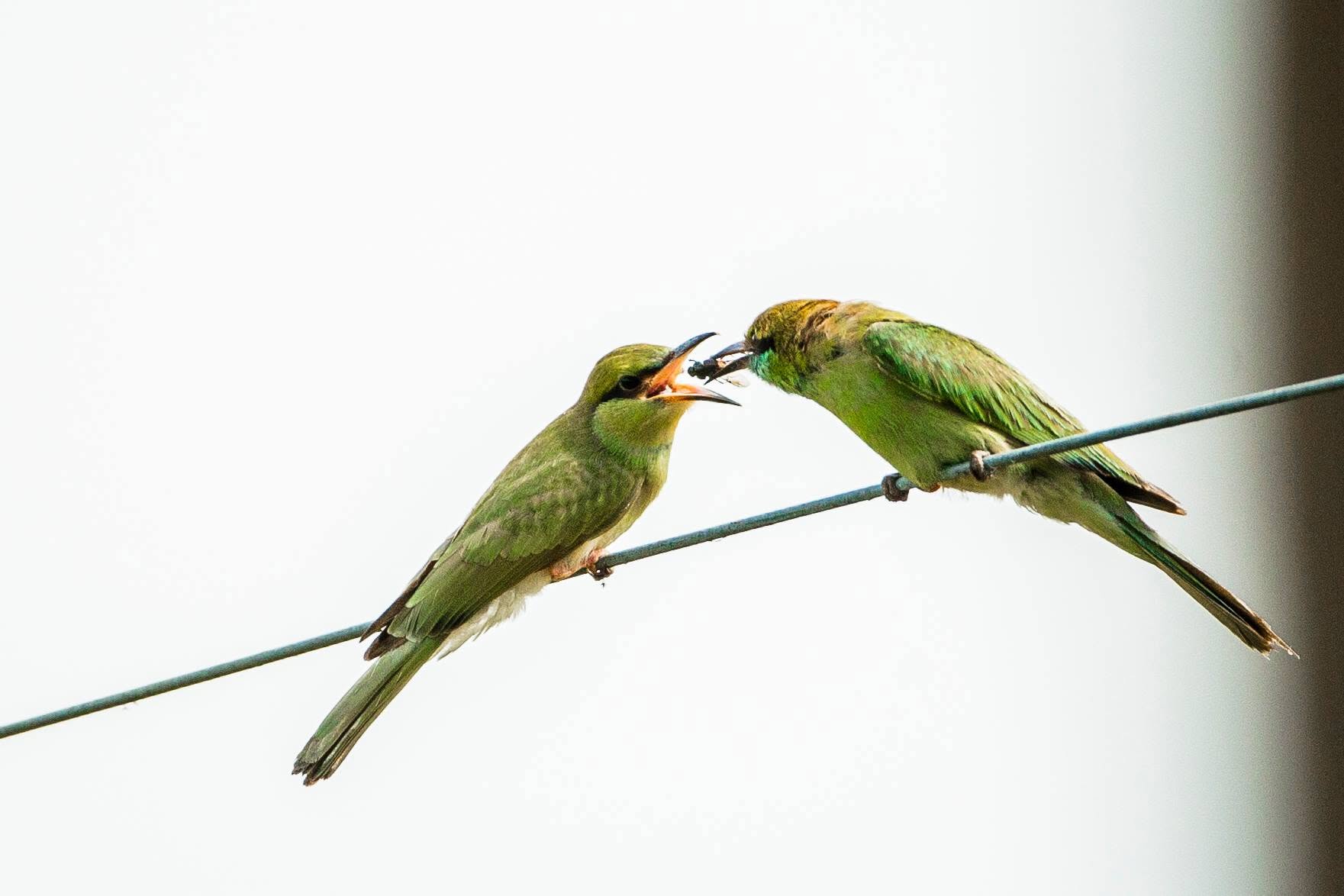 Mid-Air Delivery or A Dragonfly Courting